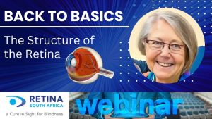 Promotional graphic for Retina South Africa’s ‘Back to Basics’ webinar on the structure of the retina, featuring a labeled anatomical illustration of the retina, a smiling older individual with glasses, and the tagline ‘A Cure in Sight for Blindness’ on a blue digital-themed background