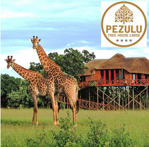 Two giraffes stand on a grassy field in front of a treehouse lodge with a thatched roof and red-framed windows, elevated on stilts among lush green trees. A blue sky stretches above. In the top right corner, the logo for Pezulu Tree House Lodge features a stylized tree and five stars