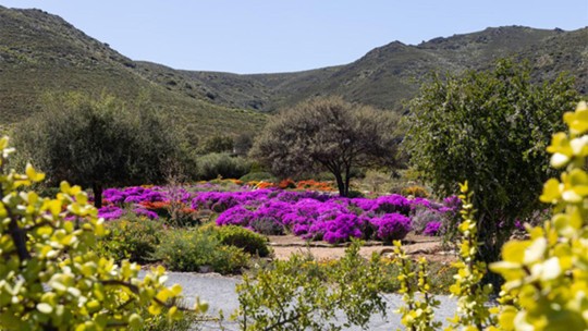 Bright purple and orange flowers carpet a garden bed, with green shrubs and trees around it and rolling mountains in the background.