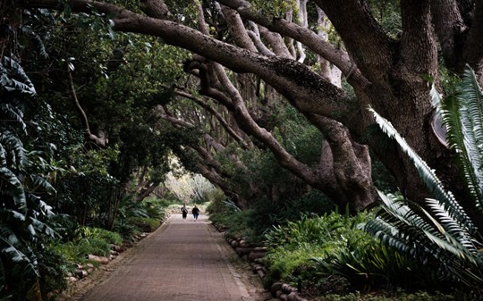 A wide paved path runs through a leafy garden under a natural tunnel of large old trees, with two people walking in the distance.