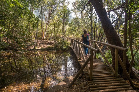 A person walks across a wooden boardwalk with handrails through a sunlit forest, beside a still stream that reflects the trees.