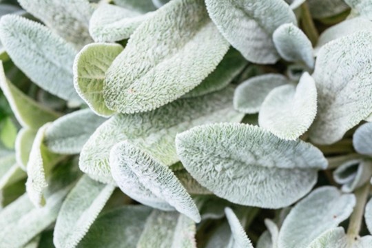 A close-up of soft, fuzzy, silvery-green leaves, which look like lamb's ear, packed tightly together