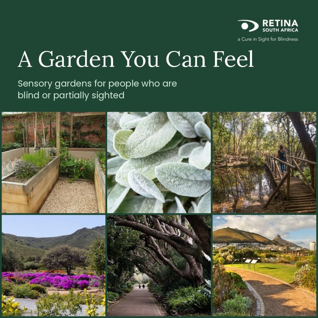 A Retina South Africa graphic with a dark green panel at the top. It reads "A Garden You Can Feel. Sensory gardens for people who are blind or partially sighted," with the Retina South Africa logo in the corner. Below are six garden photos in a grid: Raised wooden planter beds with herbs Soft, silvery lamb's ear leaves A person on a wooden boardwalk through a forest Bright purple flowers in a Karoo garden A path under arching old trees A garden path with Lion's Head in the background